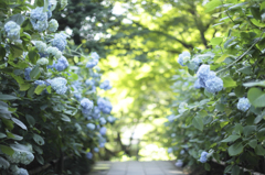 紫陽花