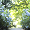 紫陽花