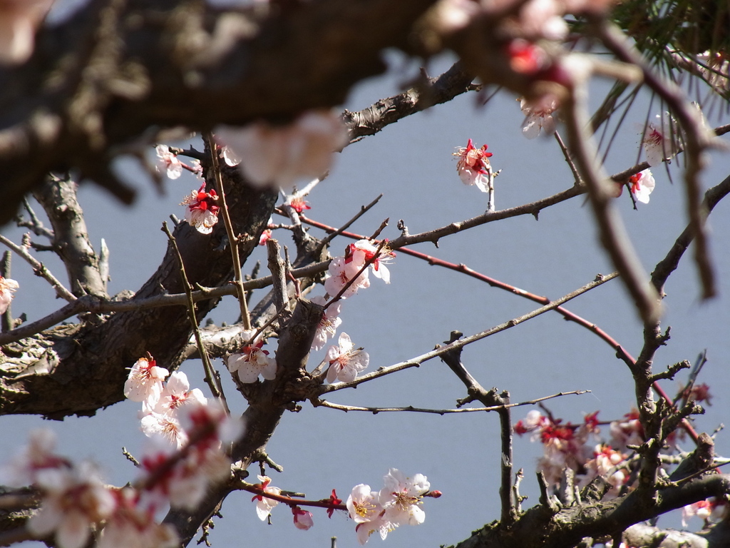 梅の花
