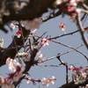 梅の花