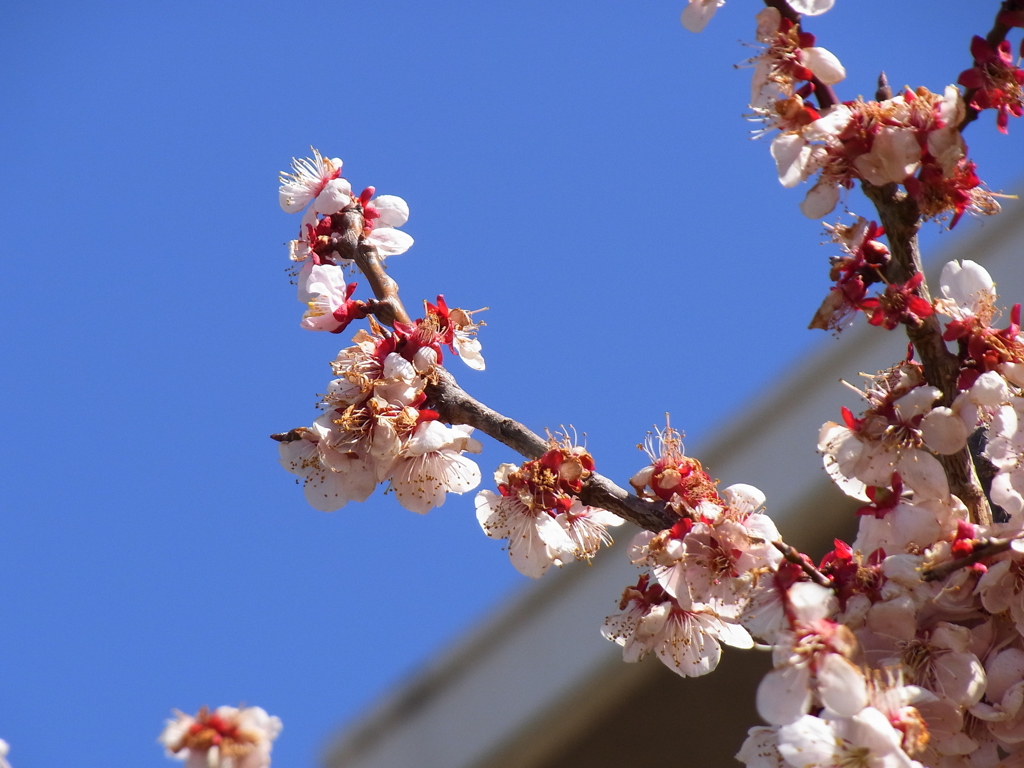 梅の花