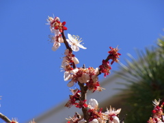 梅の花