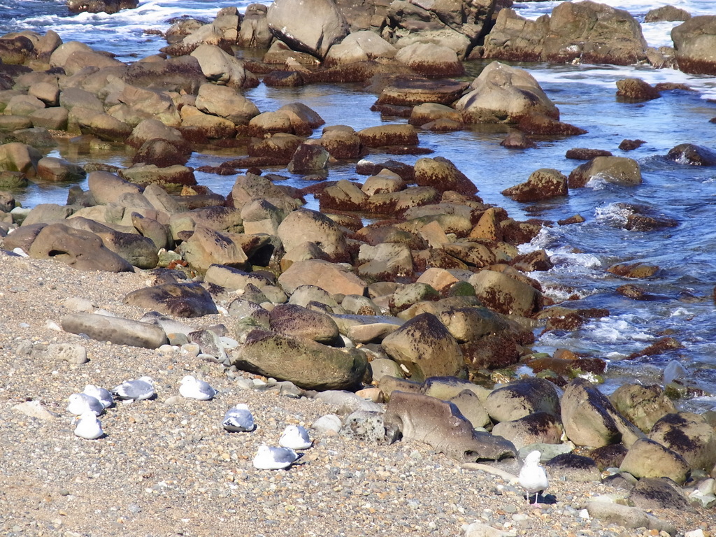 海鳥のひなたぼっこ