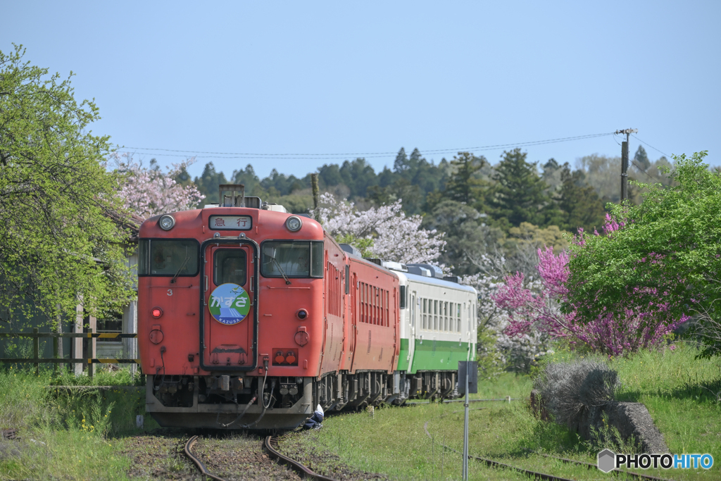 春の小湊鐡道