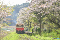 桜咲く駅にて