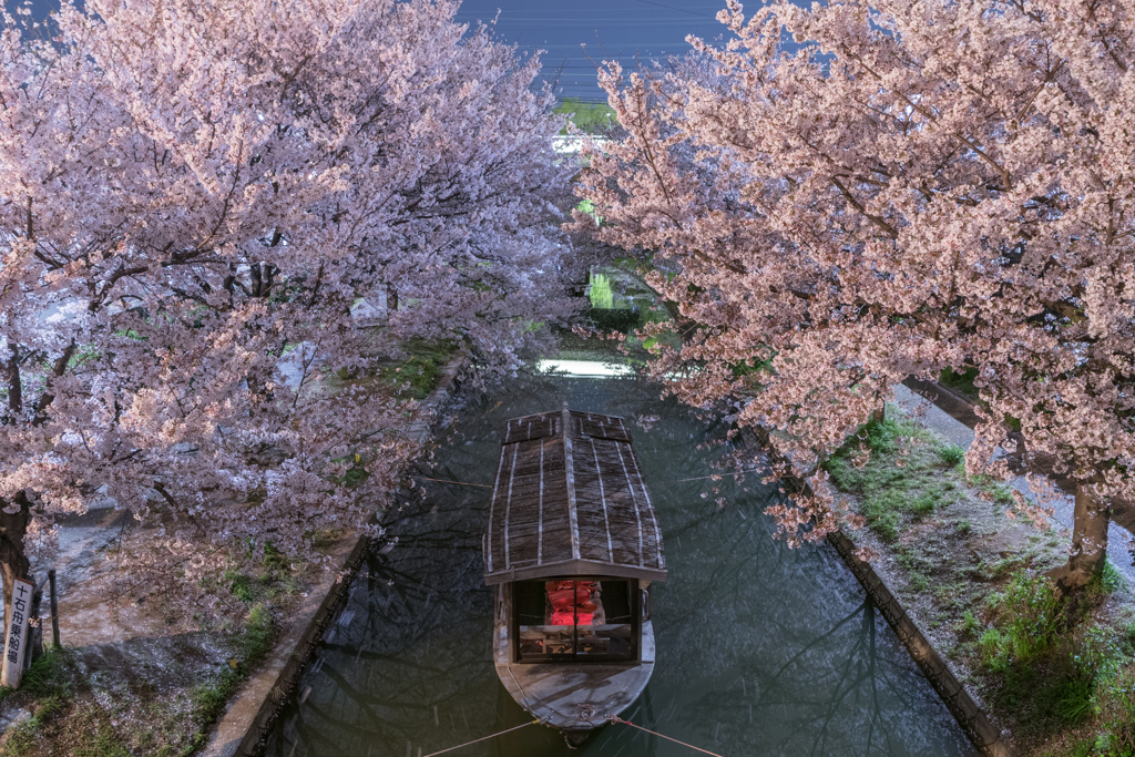 伏見の夜桜