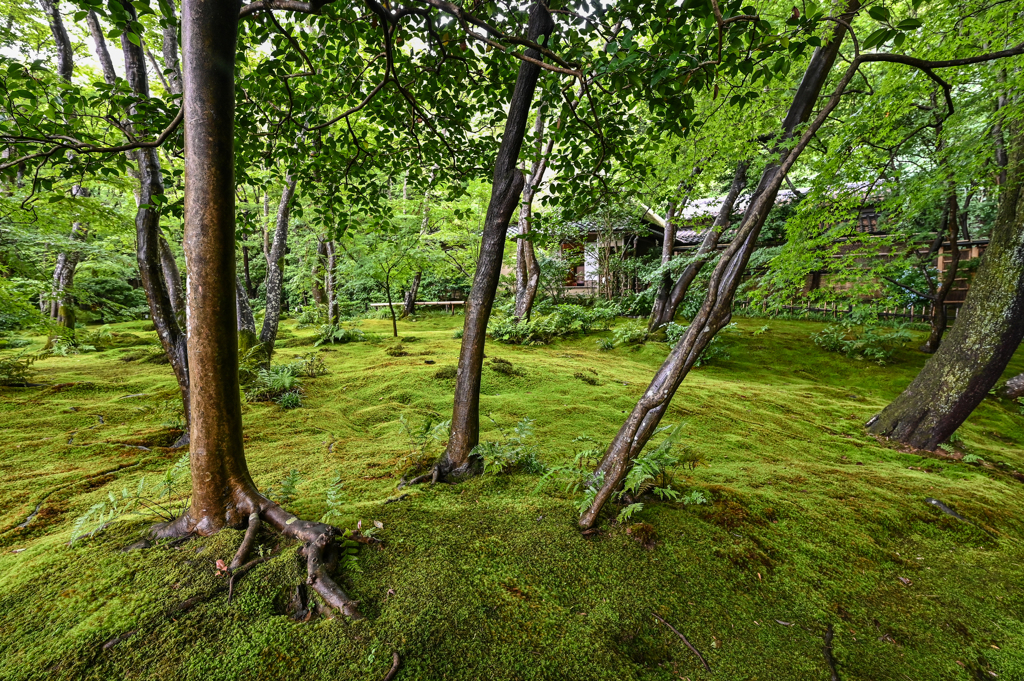 苔の庭園