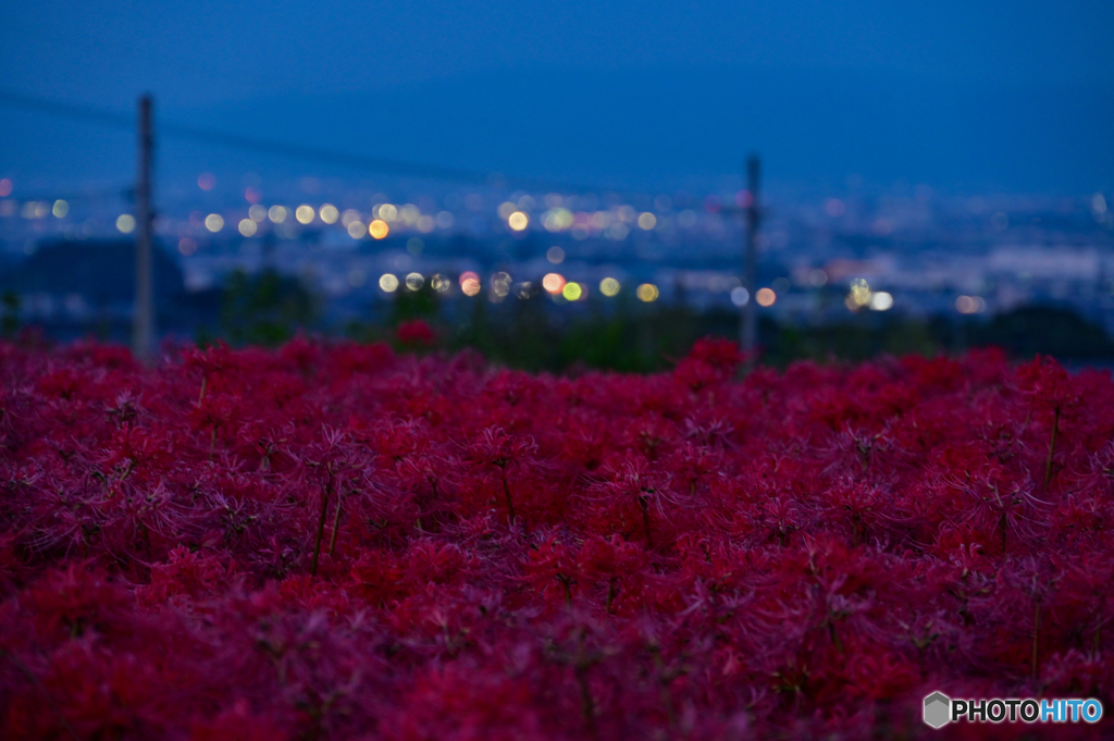 夜の彼岸花２