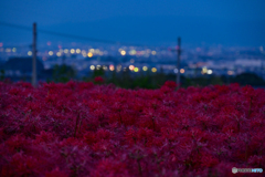 夜の彼岸花２