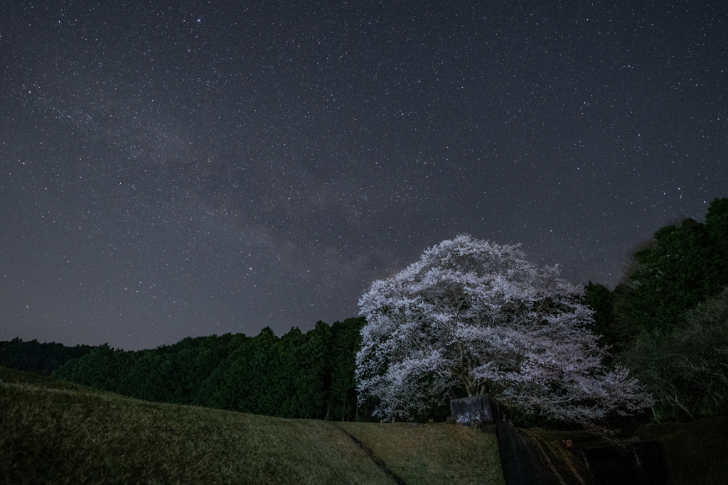 星夜の一本桜