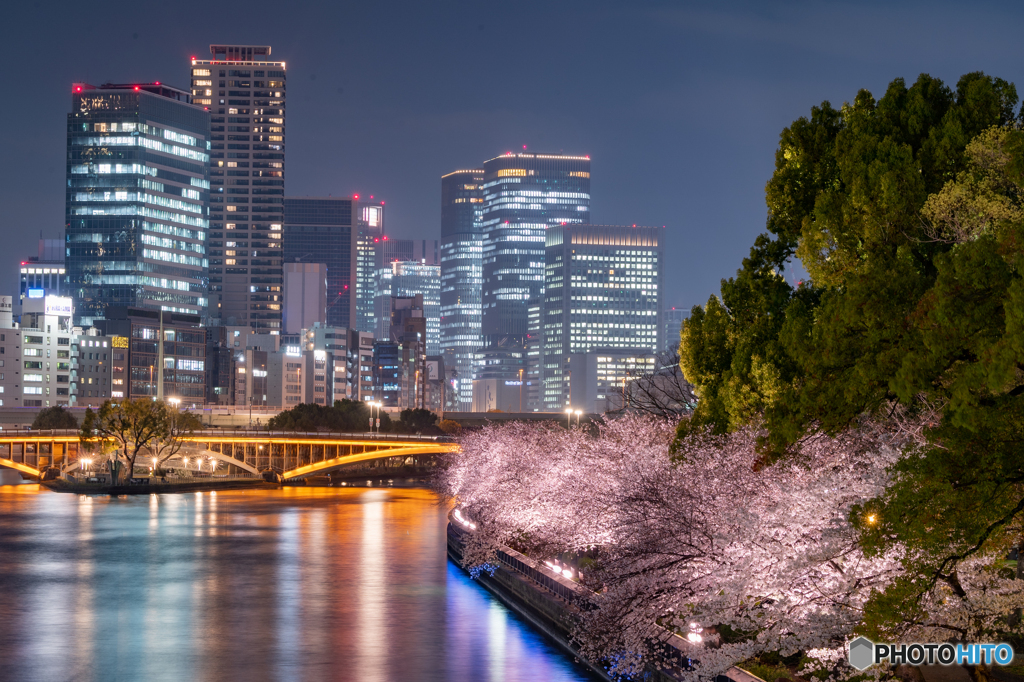 夜景と夜桜