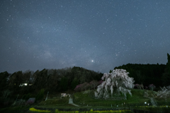 真夜中の又兵衛桜