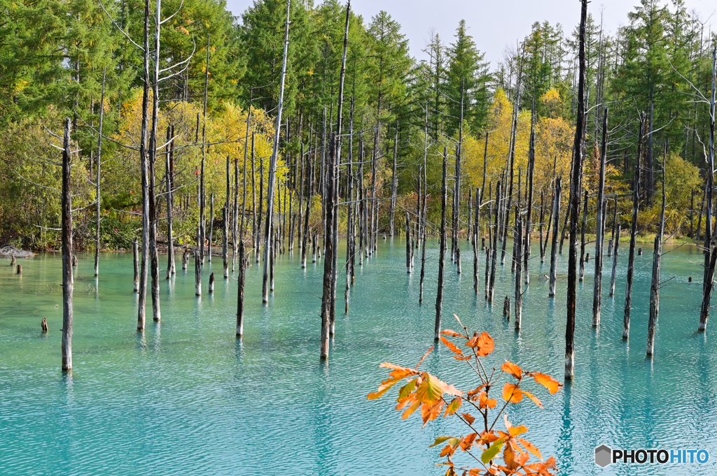秋色に染まる青い池１