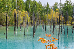 秋色に染まる青い池１