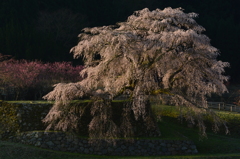 又兵衛桜