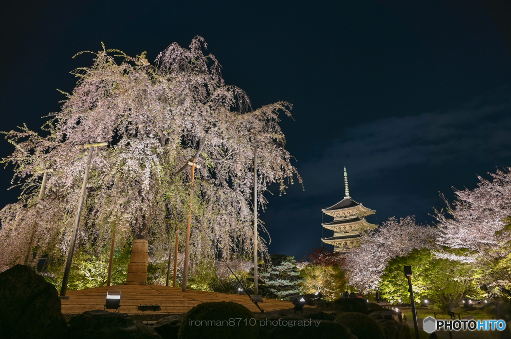 東寺サクラライトアップ②