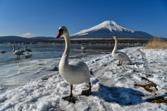 白鳥と富士