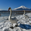 白鳥と富士