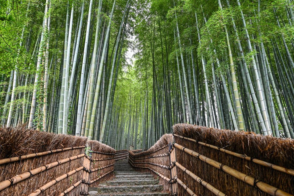 竹林の小径