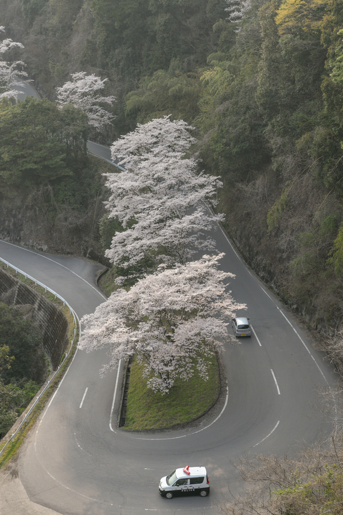 サクラカーブ