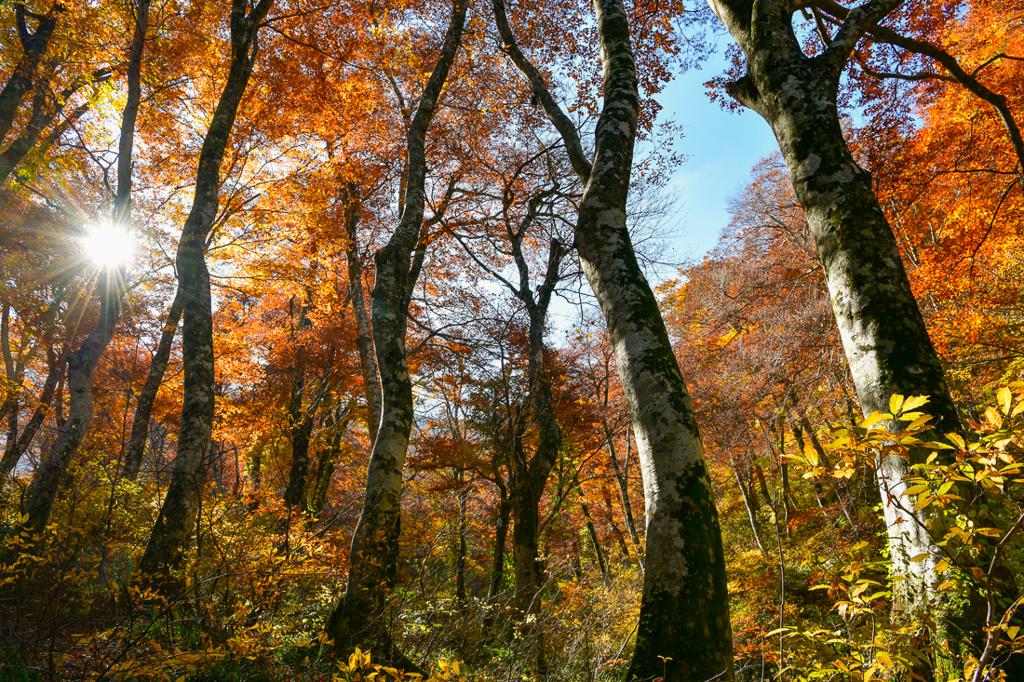 紅葉真っ盛りのブナ林