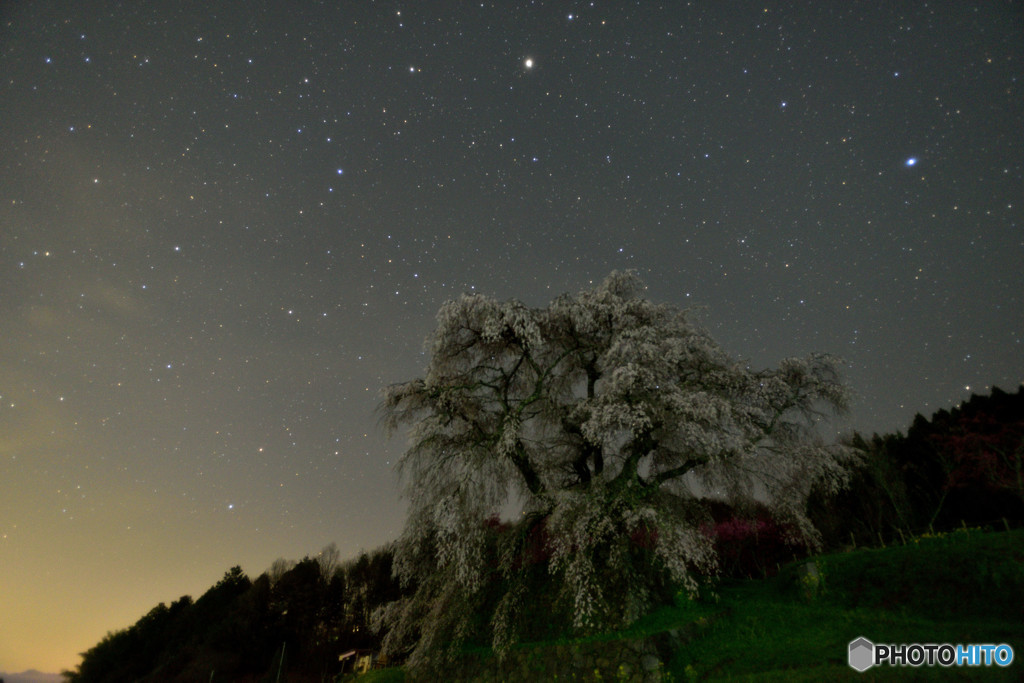 闇夜の存在感！又兵衛桜2016