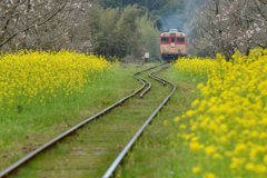 春のいすみ鉄道、１