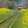 春のいすみ鉄道、１