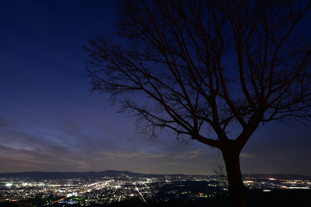 若草山からの夜景