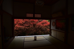 安国寺　ドウダンツツジの紅葉