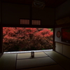 安国寺　ドウダンツツジの紅葉