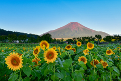 富士山とひまわり