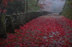 紅葉の絨毯