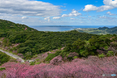 琉球の桜