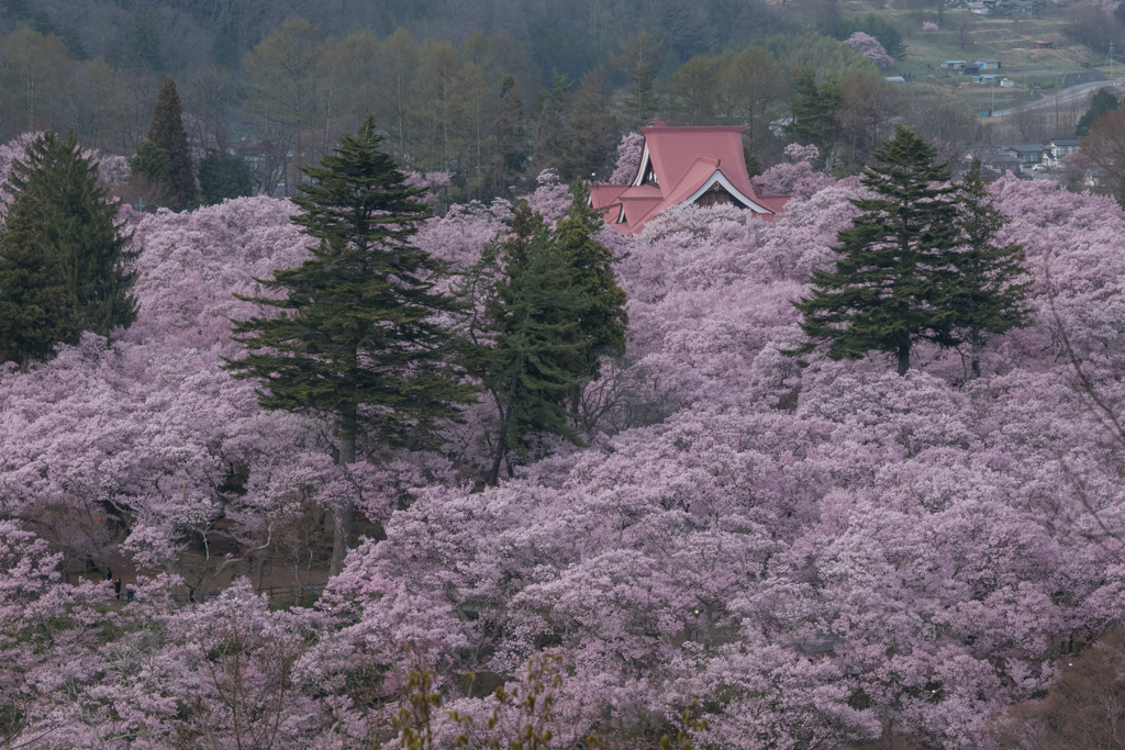 天下第一の桜