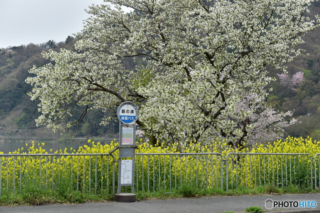 春のバス停