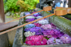 映える手水舎の紫陽花