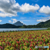 夏の開聞岳