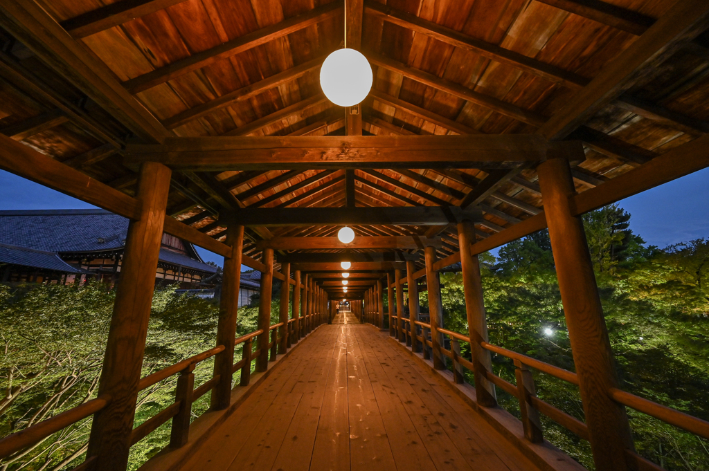 東福寺 青もみじライトアップ１