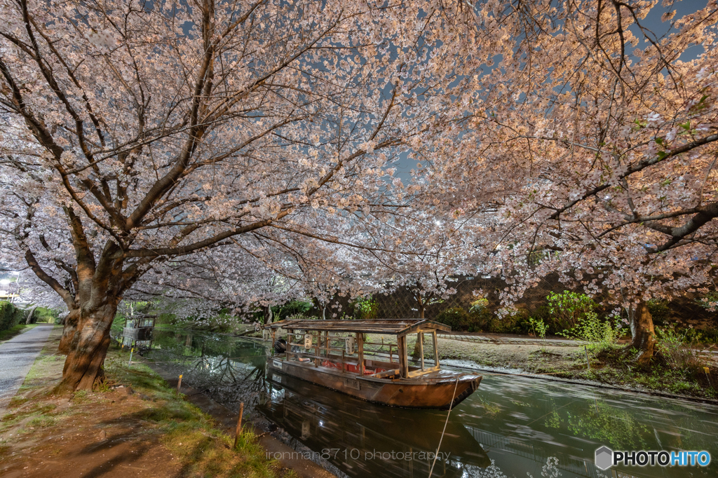 伏見の夜桜