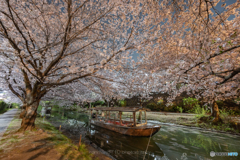 伏見の夜桜