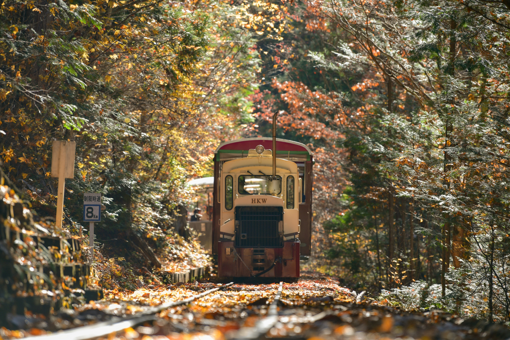 秋の赤沢森林鉄道