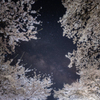 夜桜の隙間に・・・