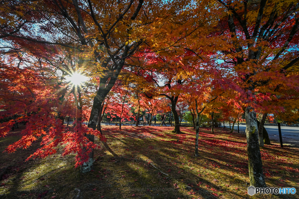 紅い庭