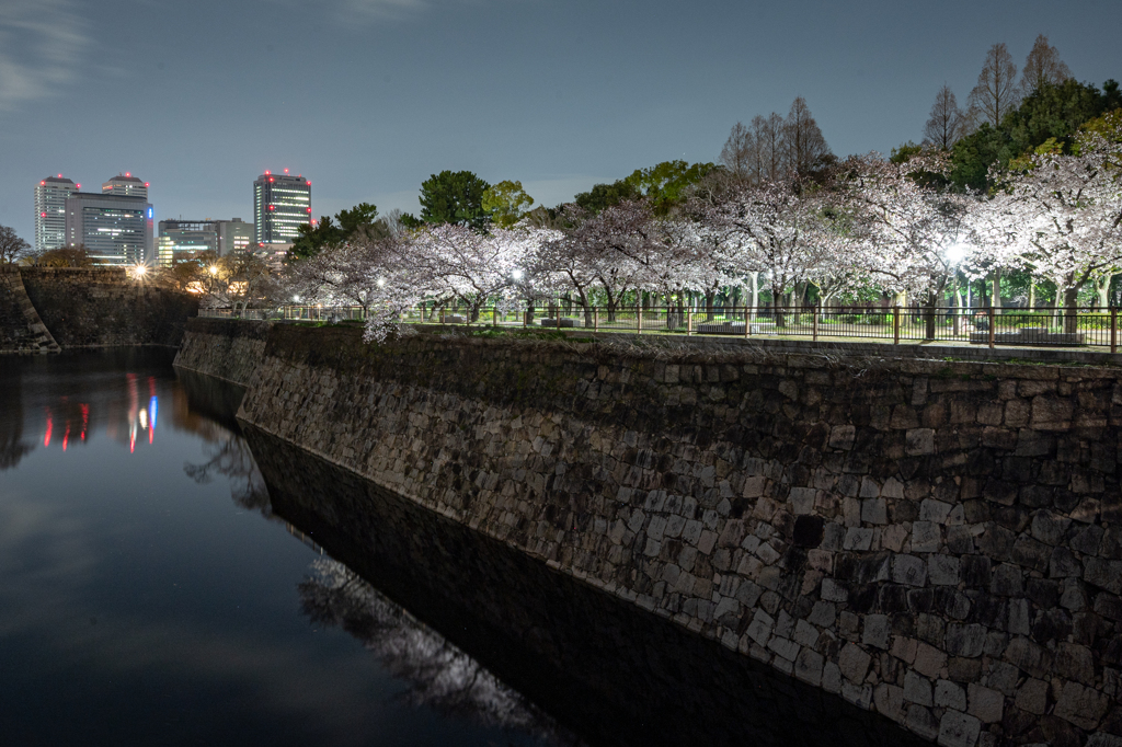 堀と桜