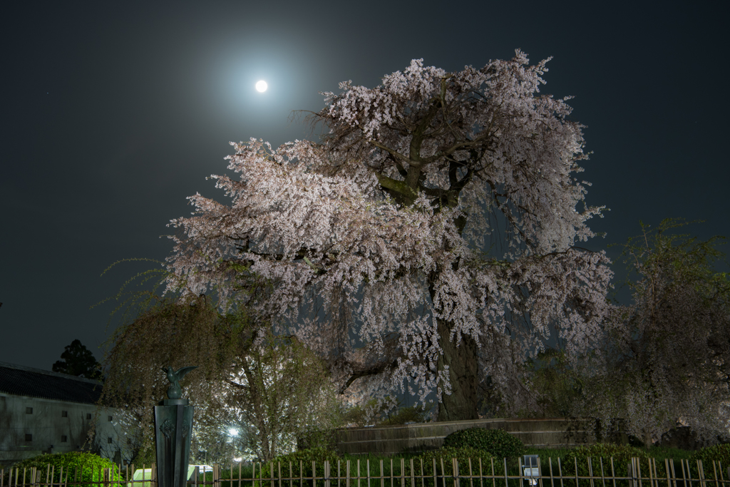 八坂の枝垂れ桜