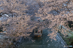 静寂の桜