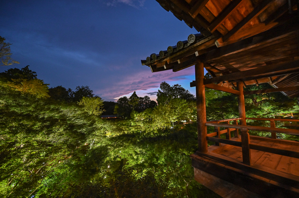 東福寺 青もみじライトアップ