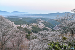 春うらら吉野の桜