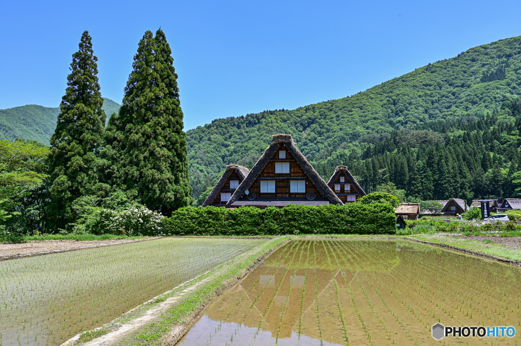 初夏の白川郷